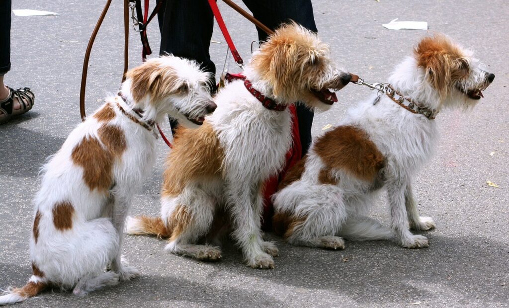 Exploring Different Types of Dog Leashes