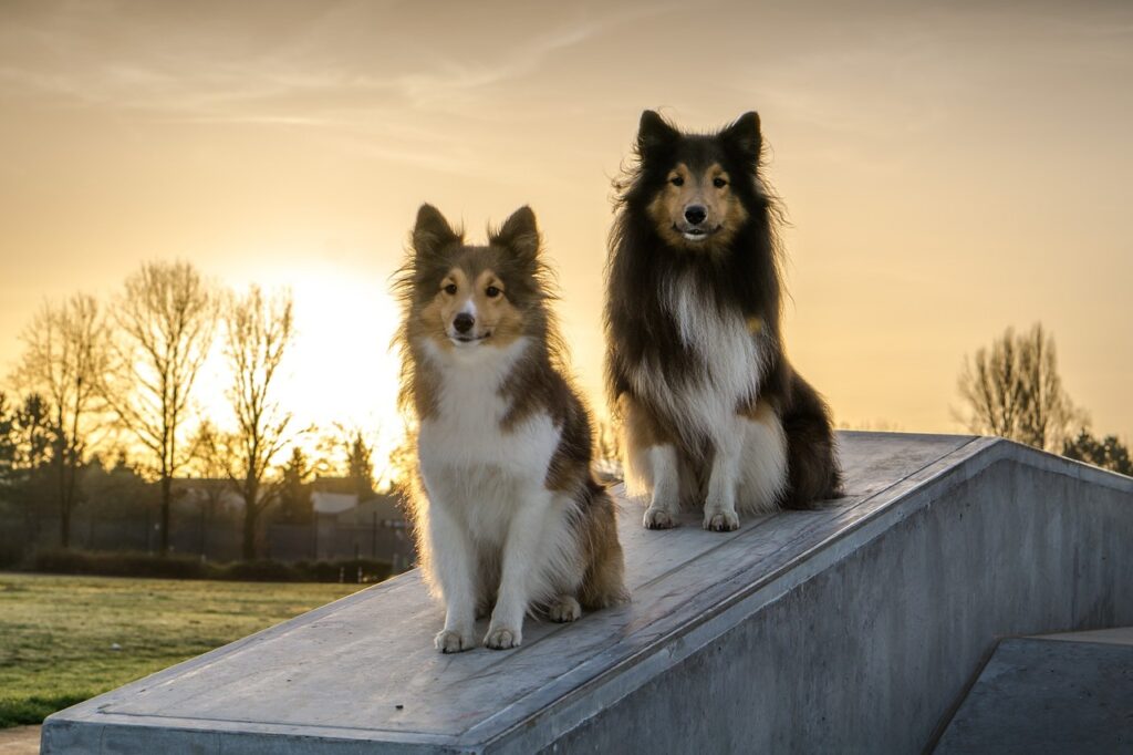 Teaching Your Dog the Essential “Sit” Command